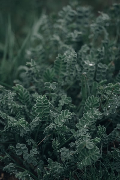 特写摄影中的绿色植物